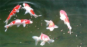 Kohaku