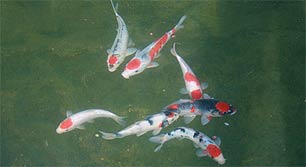 Tancho