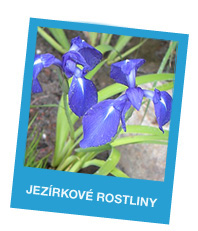 Jezírkové rostliny